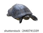 The Giant Asian pond turtle inhabits rivers, isolated on white background.