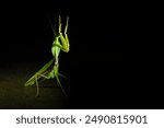 Giant Asian Praying Mantis (Hierodula membranacea) on black background. Praying mantis. Tenodera aridifolia Mantids- Mantis- a beautiful and interesting insect that looks like an alien