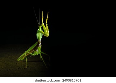 Giant Asian Praying Mantis (Hierodula membranacea) on black background. Praying mantis. Tenodera aridifolia Mantids- Mantis- a beautiful and interesting insect that looks like an alien