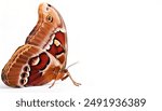 giant Atlas moth - Attacus atlas - is a large saturniid moth endemic to the forests of Asia and is one of the largest moth species in the world isolated on white background side profile view