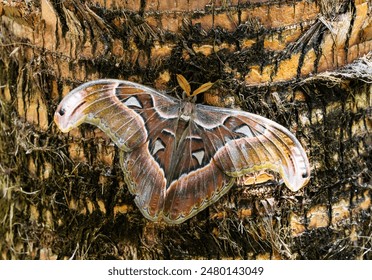 Giant Atlas Moth camoflauge on tree bark at a butterfly garden in Georgia. - Powered by Shutterstock