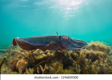 Giant Australian cuttlefish during the mating and migration season for these animals, South Australia,
