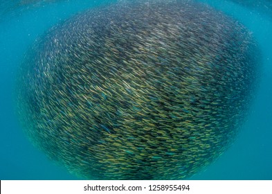 Giant Ball Of Tiny Bait Fish Swimming Together In Sync Close To The Surface