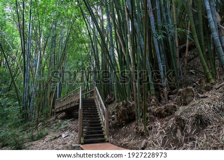 Giant bamboo (Dendrocalamus giganteus), bamboo grove in the botanical garden Jardin de Mascarin, near Saint Leu, Réunion