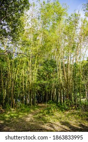 Giant Bamboo Tree (Bambusoideae) On Reunion Island