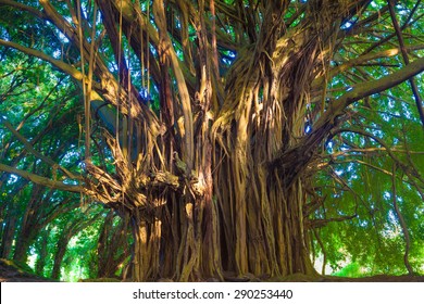 Giant banyan tree in Hawaii