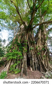 Giant Banyan Tree On Pentecost Island, Vanuatu