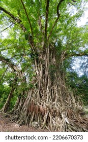 Giant Banyan Tree On Pentecost Island, Vanuatu