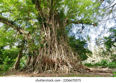 Giant Banyan Tree On Pentecost Island, Vanuatu