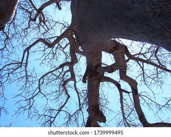 A Giant Baobab Tree, Planet Baobab, Botswana