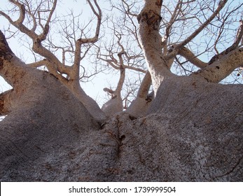 A Giant Baobab Tree, Planet Baobab, Botswana