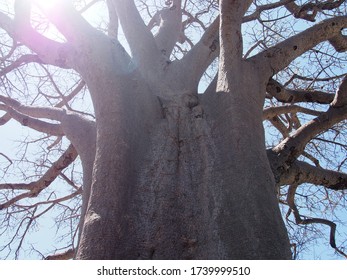 A Giant Baobab Tree, Planet Baobab, Botswana