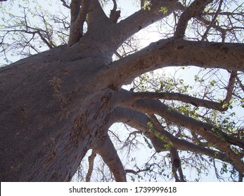 A Giant Baobab Tree, Planet Baobab, Botswana