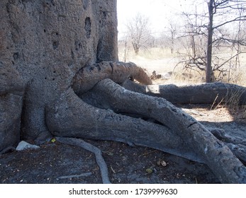 A Giant Baobab Tree, Planet Baobab, Botswana