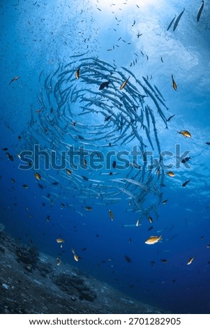 Giant Barracuda Fish School Playing Diving in Circle Vortex Underwater World Deep Blue Ocean Saltwater Silhouette Looking to the Sun with Biodiversity Marine Life Tropical Habitat Hard Coral Sanctuary