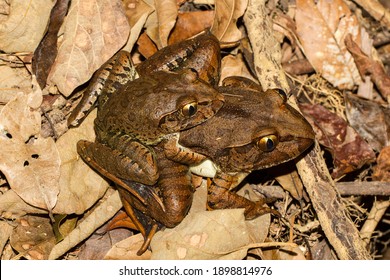 Giant Barred Frogs In Amplexus