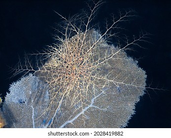 Giant Basket Star On A Purple Sea Fan At Night (Grand Cayman, Cayman Islands)