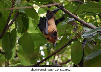 202 Fruit bat baby Images, Stock Photos & Vectors | Shutterstock