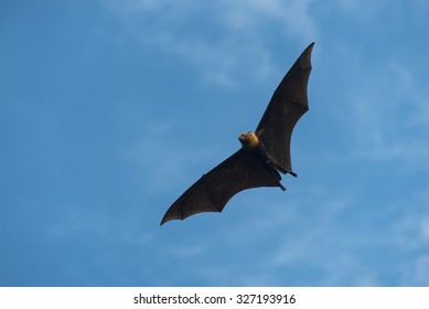 Flying Fox Face Off Bat Flying Stock Photo 502360327 | Shutterstock