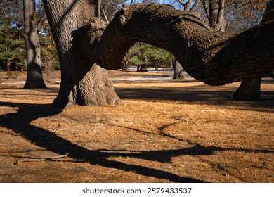 A giant bent maple tree trunks and the shadows on the brown grass yard at Roger Williams Park, Providence, Rhode Island