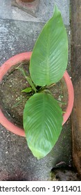 Giant Bird Of Paradise Indoor Plant In India