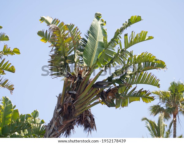 Giant Bird Paradise Palm Tree Leaves Stock Photo (Edit Now) 1952178439