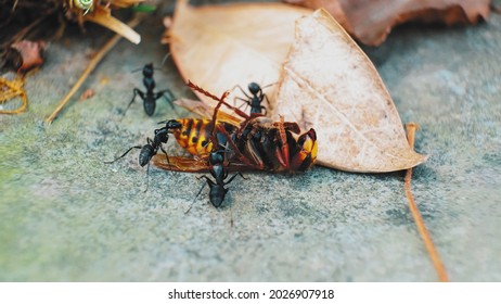 Giant Black Ants Scavenging Dead Wild Wasp Hornet Insect Macro