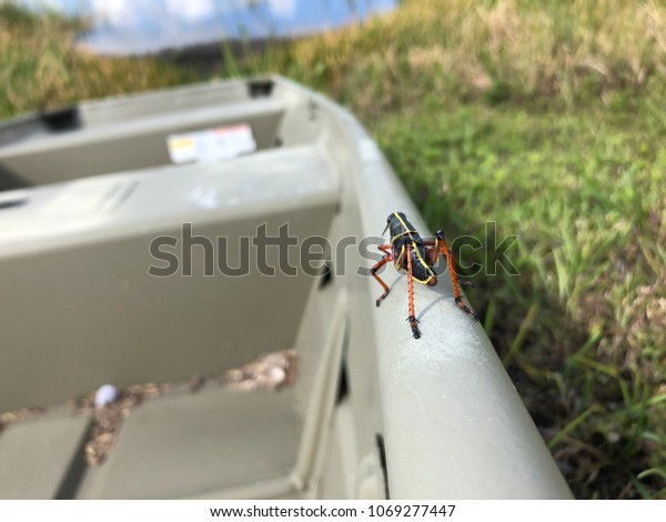 Giant Black Lubber Grasshopper On Boat Royalty Free Stock Image