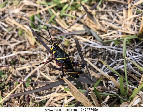 Giant Black Lubber Grasshopper On Boat Stock Photo Edit Now