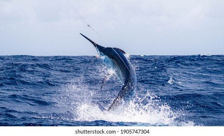Giant Black Marlin Jumping out of the Water