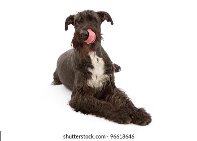 A Giant Black Schnauzer Dog Laying Against A White Backdrop With Tongue Out Licking His Lips