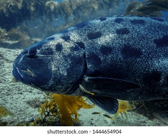 Giant Black Sea Bass Swimming