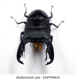 Giant Black Stag Beetle Dorcus Titanus. Lucanidae. Coleoptera.