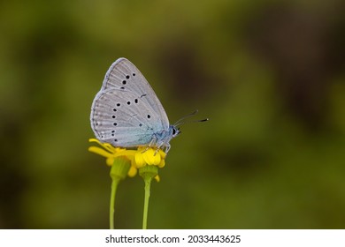 Giant Blue Butterfly In Cassia Plant ; Glaucopsyche Lessei