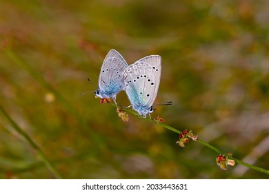 Giant Blue Butterfly In Cassia Plant ; Glaucopsyche Lessei