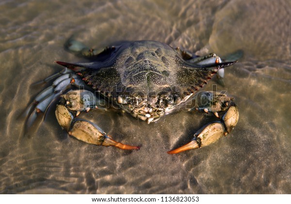 Giant Blue Crab On The Sandy Shore Of The Mediterranean Seaa Female