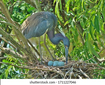 Giant Blue Heron With Blue Eggs Nesting