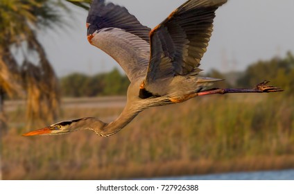 A Giant Blue Heron Flying