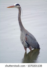 Giant Blue Heron On The Water