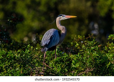 A Giant Blue Heron Under The Evening Light