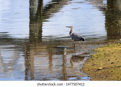 Giant Blue Heron Walking In Tide Lands