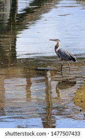 Giant Blue Heron Walking In Tide Lands