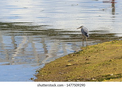 Giant Blue Heron Walking In Tide Lands