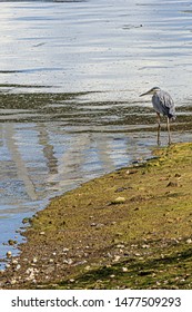 Giant Blue Heron Walking In Tide Lands