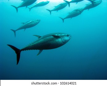 Giant Bluefin Tuna 