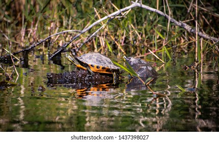 Giant Box Turtles Sliders Okefenokee Swamp Stock Photo 1437398027 ...