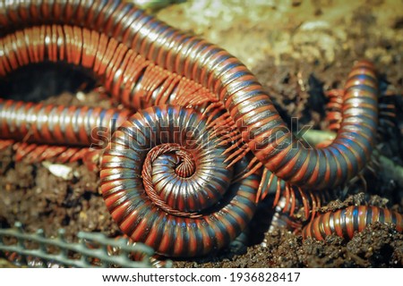 Giant brown millipedes, (Harpagophoridae) Malaysia. Close up detail of several millipedes, coiled, burrowing and crawling on soft ground.