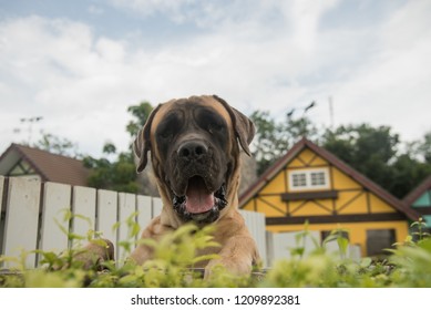 1000 Mastiff Isolated Stock Images Photos Vectors Shutterstock