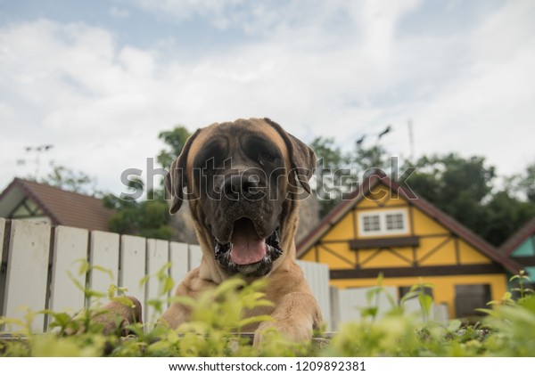 Giant Brown Short Hair Dog Standing Stock Photo Edit Now 1209892381