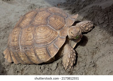 43,321 Brown Turtle Images, Stock Photos & Vectors 